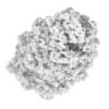 Acer Platanoides 8M - Image 4