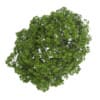 Acer Platanoides 8M - Image 3