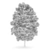 Acer Platanoides 8M (Autumn) - Image 2