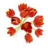 Orange Tulips in Vase - Image 3