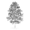 Acer Platanoides 8M (winter) - Image 2