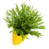 Potted plant - Image 3