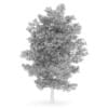 Common Lime 10M - Image 4
