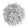 Common Hornbeam - Image 4