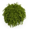 Common Hornbeam - Image 3