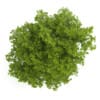 Common Lime 10M - Image 3