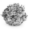 Oakleaf hydrangea - Image 2