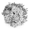 Oakleaf hydrangea - Image 4