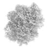 Common Lime 10M (Autumn) - Image 4