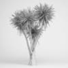Yucca - Image 2