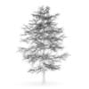 Common Lime 10M (Winter) - Image 2