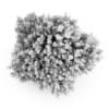 Bigleaf Hydrangea - Image 4