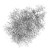 Common Lime 10M (Winter) - Image 4