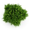Bigleaf Hydrangea - Image 3