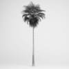 Mexican Fan Palm - Image 2