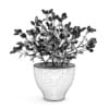 Paprika Plant - Image 2