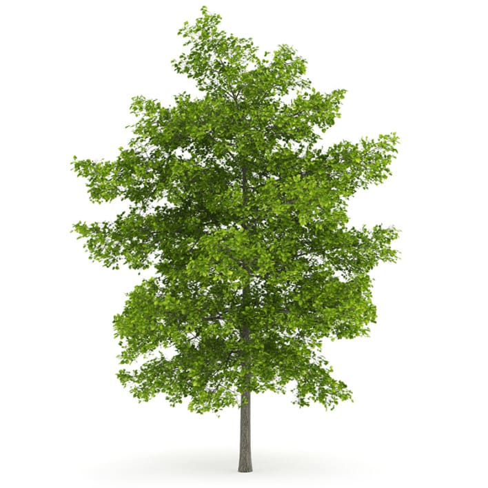 Common Lime 8M