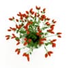 Paprika Plant - Image 3