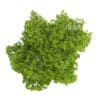 Common Lime 8M - Image 3