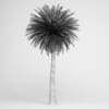 Canary Island Date Palm - Image 2