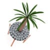 Cactus Plant - Image 3