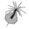 Cactus Plant - Image 4