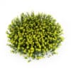 Broom - Image 3