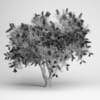 Bottlebrush Tree - Image 2