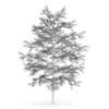 Common Lime 8M (Winter) - Image 2
