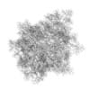 Common Lime 8M (Winter) - Image 4