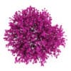 Judas Tree - Image 3
