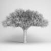 Canary Islands Dragon Tree - Image 2
