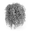 Siberian Peashrub - Image 2