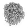 Siberian Peashrub - Image 4
