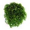 Siberian Peashrub - Image 3