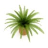 Fern in Wicker Basket - Image 3