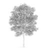Birch-Tree 4.5m - Image 2