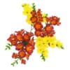Red-Yellow Flowers in Pot - Image 3