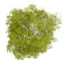Birch-Tree 4.5m - Image 3