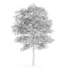Birch-Tree 4.5m (Autumn) - Image 2