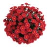 Ney York Aster - Image 3