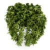 Climbing Plant - Image 3