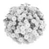 Ney York Aster - Image 4