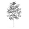 Birch-Tree 4.5m (Winter) - Image 2
