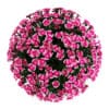 Alpine Pink - Image 3