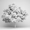 Common Fig - Image 2