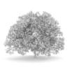 American Beech 8M - Image 2