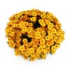 Yellow Sneezeweed - Image 3