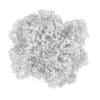 American Beech 8M - Image 4