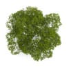 American Beech 8M - Image 3